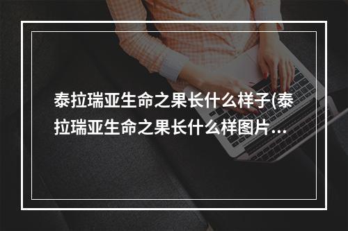 泰拉瑞亚生命之果长什么样子(泰拉瑞亚生命之果长什么样图片)