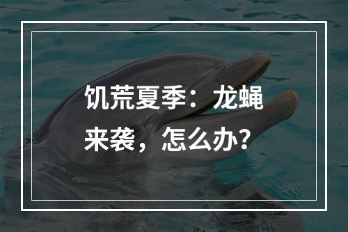 饥荒夏季：龙蝇来袭，怎么办？