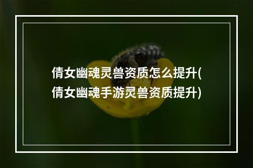 倩女幽魂灵兽资质怎么提升(倩女幽魂手游灵兽资质提升)