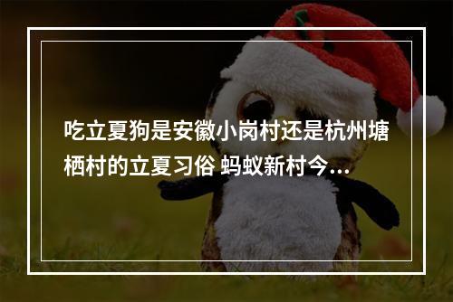 吃立夏狗是安徽小岗村还是杭州塘栖村的立夏习俗 蚂蚁新村今日答案最新5.6