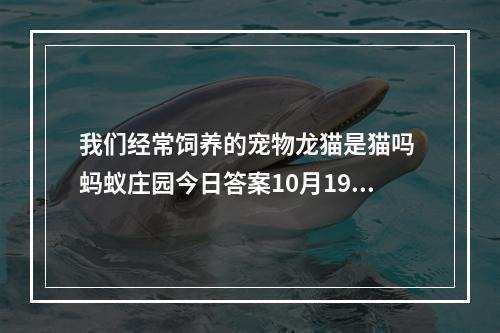 我们经常饲养的宠物龙猫是猫吗 蚂蚁庄园今日答案10月19日