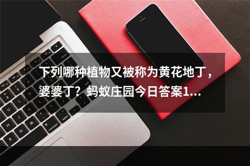 下列哪种植物又被称为黄花地丁，婆婆丁？蚂蚁庄园今日答案10月15日