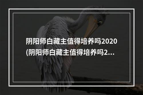 阴阳师白藏主值得培养吗2020(阴阳师白藏主值得培养吗2020年)