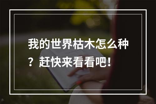 我的世界枯木怎么种？赶快来看看吧！