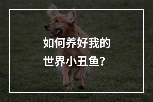 如何养好我的世界小丑鱼？