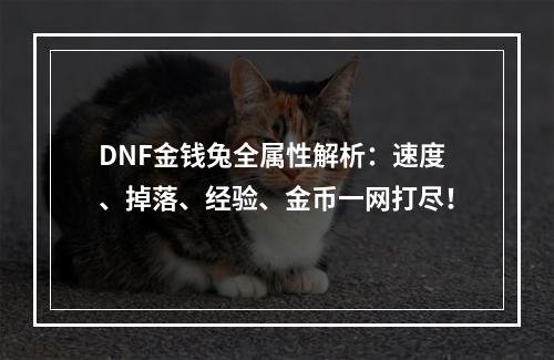 DNF金钱兔全属性解析：速度、掉落、经验、金币一网打尽！