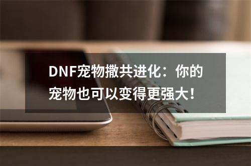 DNF宠物撒共进化：你的宠物也可以变得更强大！