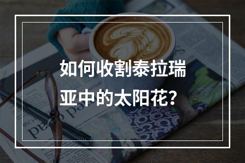 如何收割泰拉瑞亚中的太阳花？