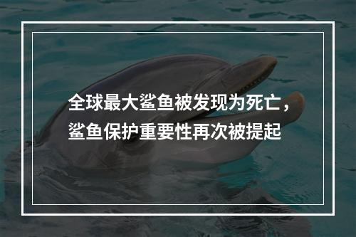 全球最大鲨鱼被发现为死亡，鲨鱼保护重要性再次被提起