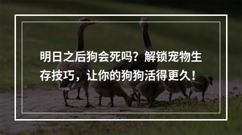 明日之后狗会死吗？解锁宠物生存技巧，让你的狗狗活得更久！