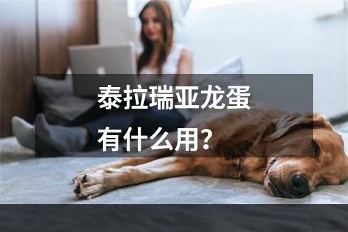 泰拉瑞亚龙蛋有什么用？