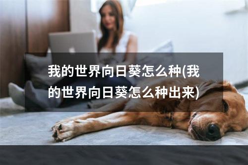 我的世界向日葵怎么种(我的世界向日葵怎么种出来)