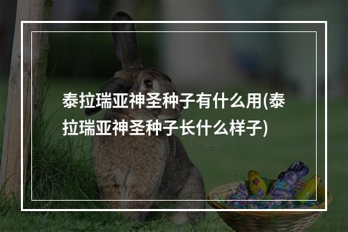 泰拉瑞亚神圣种子有什么用(泰拉瑞亚神圣种子长什么样子)