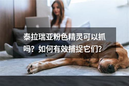 泰拉瑞亚粉色精灵可以抓吗？如何有效捕捉它们？