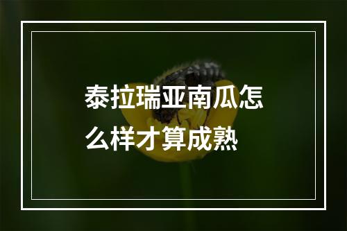 泰拉瑞亚南瓜怎么样才算成熟