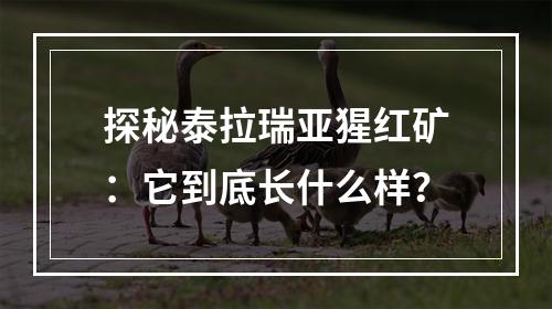 探秘泰拉瑞亚猩红矿：它到底长什么样？