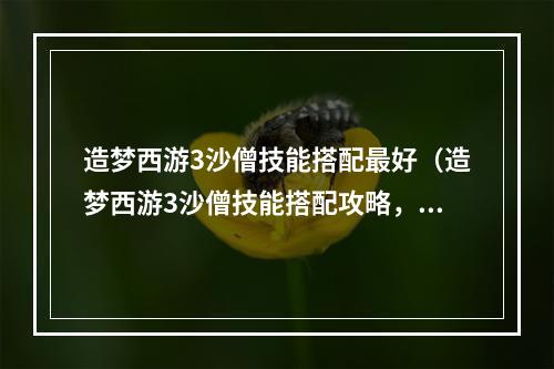 造梦西游3沙僧技能搭配最好（造梦西游3沙僧技能搭配攻略，助你轻松打遍天下）