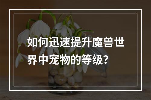 如何迅速提升魔兽世界中宠物的等级？