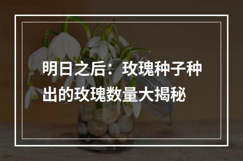 明日之后：玫瑰种子种出的玫瑰数量大揭秘