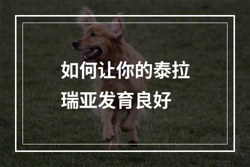 如何让你的泰拉瑞亚发育良好