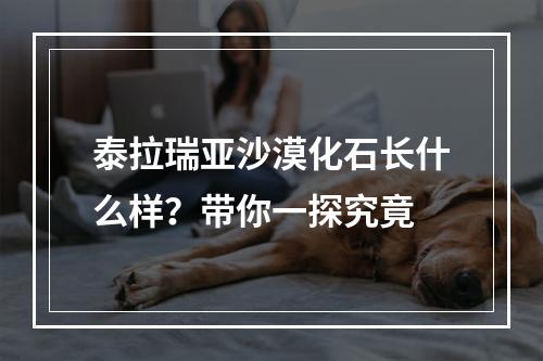 泰拉瑞亚沙漠化石长什么样？带你一探究竟