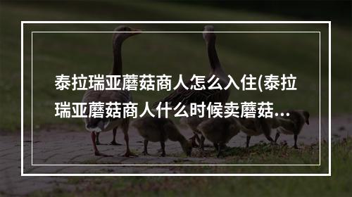 泰拉瑞亚蘑菇商人怎么入住(泰拉瑞亚蘑菇商人什么时候卖蘑菇矛)