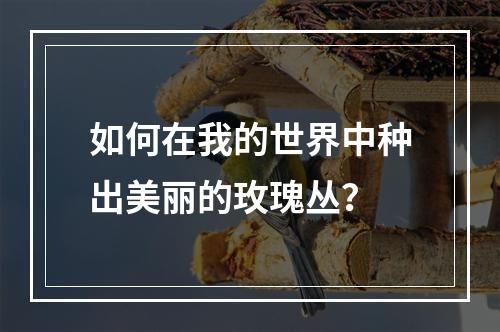 如何在我的世界中种出美丽的玫瑰丛？