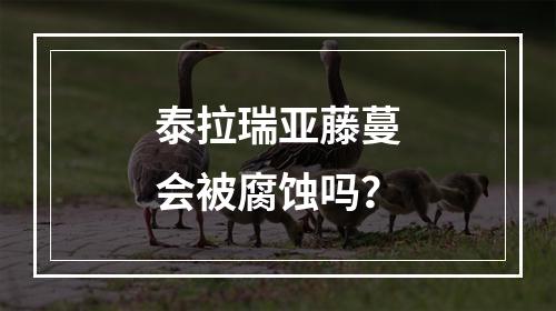 泰拉瑞亚藤蔓会被腐蚀吗？