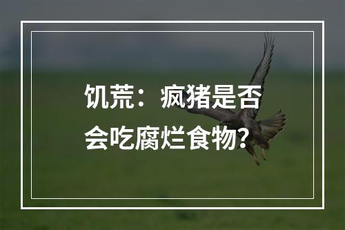 饥荒：疯猪是否会吃腐烂食物？