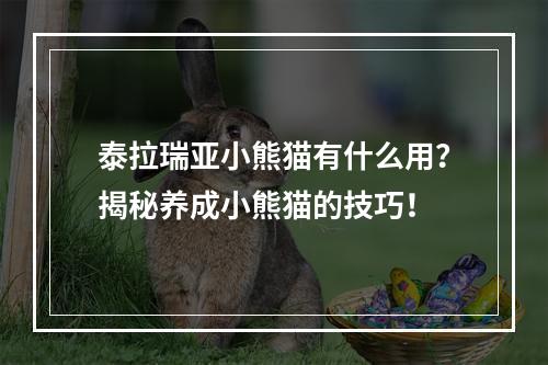 泰拉瑞亚小熊猫有什么用？揭秘养成小熊猫的技巧！