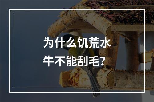 为什么饥荒水牛不能刮毛？