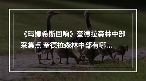 《玛娜希斯回响》奎德拉森林中部采集点 奎德拉森林中部有哪些采集点