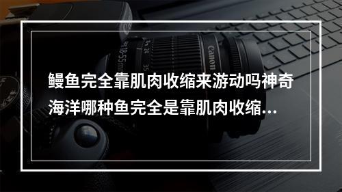 鳗鱼完全靠肌肉收缩来游动吗神奇海洋哪种鱼完全是靠肌肉收缩来游动