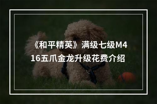 《和平精英》满级七级M416五爪金龙升级花费介绍