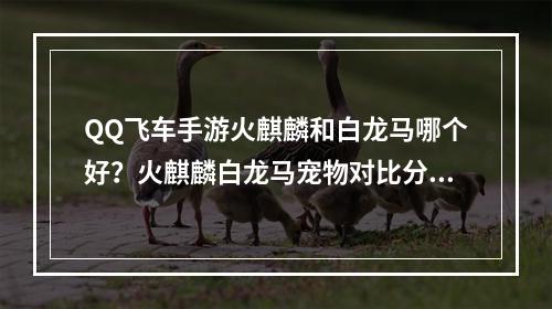 QQ飞车手游火麒麟和白龙马哪个好？火麒麟白龙马宠物对比分析[视频][多图]