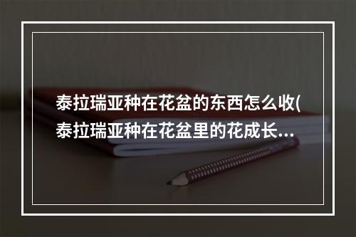 泰拉瑞亚种在花盆的东西怎么收(泰拉瑞亚种在花盆里的花成长之后如何收集)