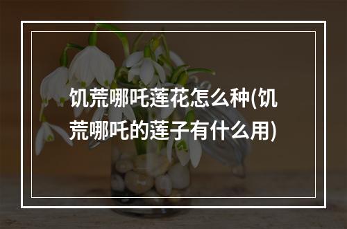 饥荒哪吒莲花怎么种(饥荒哪吒的莲子有什么用)