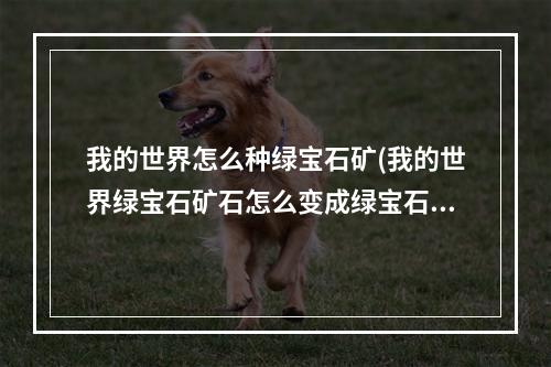 我的世界怎么种绿宝石矿(我的世界绿宝石矿石怎么变成绿宝石)