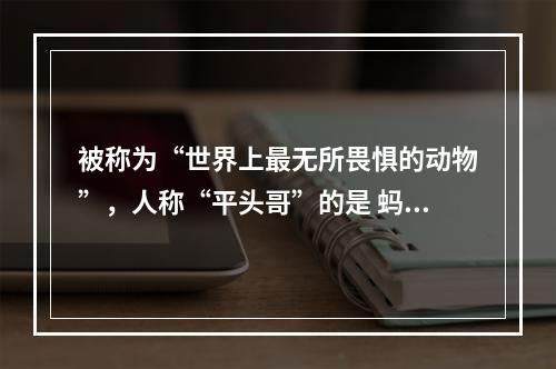 被称为“世界上最无所畏惧的动物”，人称“平头哥”的是 蚂蚁庄园今日答案12月8日