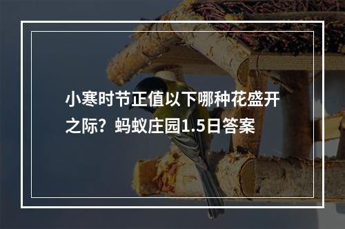 小寒时节正值以下哪种花盛开之际？蚂蚁庄园1.5日答案