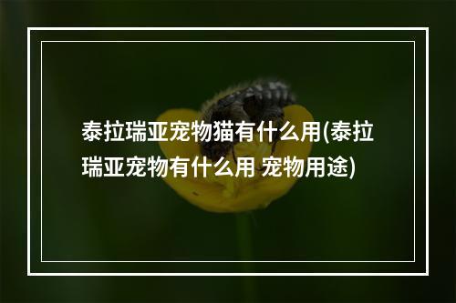 泰拉瑞亚宠物猫有什么用(泰拉瑞亚宠物有什么用 宠物用途)