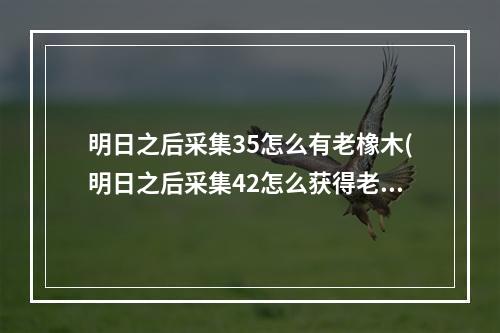 明日之后采集35怎么有老橡木(明日之后采集42怎么获得老橡木)