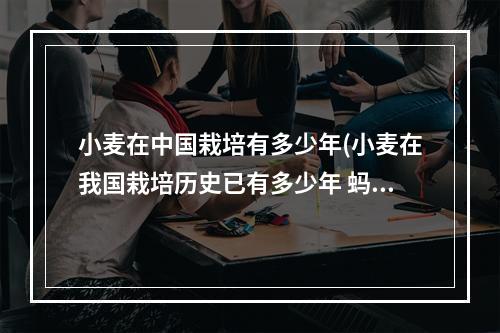 小麦在中国栽培有多少年(小麦在我国栽培历史已有多少年 蚂蚁新村每日答案10.22)