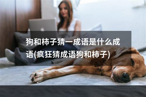 狗和柿子猜一成语是什么成语(疯狂猜成语狗和柿子)