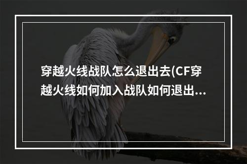 穿越火线战队怎么退出去(CF穿越火线如何加入战队如何退出战队)