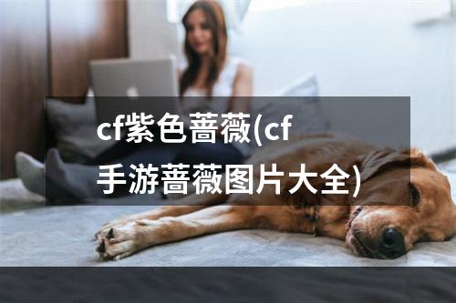 cf紫色蔷薇(cf手游蔷薇图片大全)