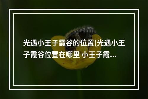 光遇小王子霞谷的位置(光遇小王子霞谷位置在哪里 小王子霞谷位置说明 光遇)