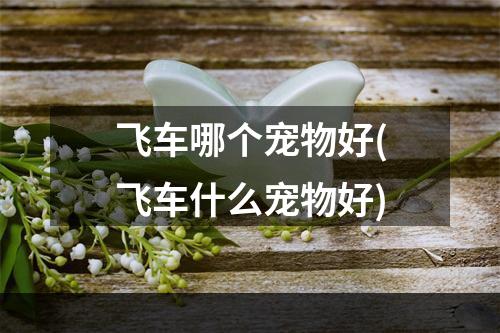 飞车哪个宠物好(飞车什么宠物好)