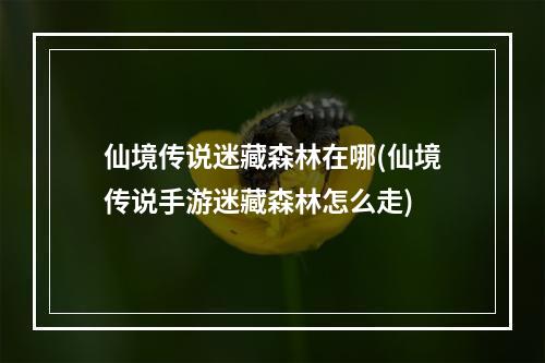 仙境传说迷藏森林在哪(仙境传说手游迷藏森林怎么走)