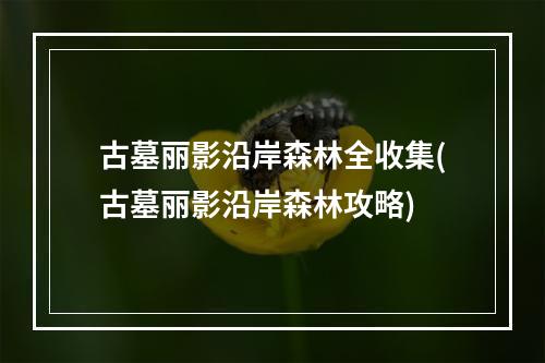 古墓丽影沿岸森林全收集(古墓丽影沿岸森林攻略)